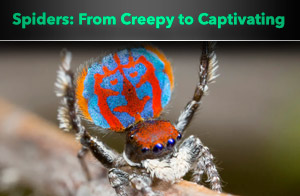 The most dangerous, interesting and weird spider species found in Australia